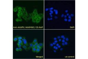 IF/ICC testing of fixed and permeabilized human A431 cells with AKAP9 antibody (green) at 10ug/ml and DAPI nuclear stain (blue). (AKAP9 anticorps)