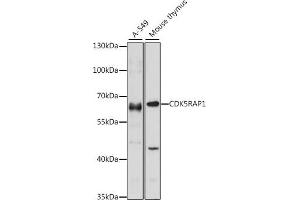 Western blot analysis of extracts of various cell lines, using CDK5R antibody (ABIN7266235) at 1:1000 dilution. (CDK5RAP1 anticorps  (AA 1-350))