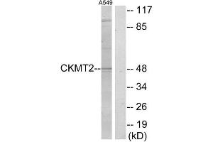 Western Blotting (WB) image for anti-Creatine Kinase, Mitochondrial 2 (Sarcomeric) (CKMT2) (Internal Region) antibody (ABIN1849200) (CKMT2 anticorps  (Internal Region))