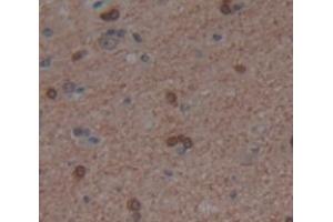 Figure. (PER1 anticorps  (AA 208-414))