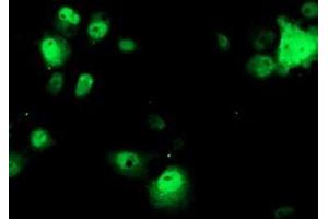 Anti-OBFC1 mouse monoclonal antibody (ABIN2454844) immunofluorescent staining of COS7 cells transiently transfected by pCMV6-ENTRY OBFC1 (RC200778). (OBFC1 anticorps)