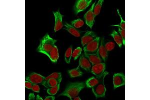 Confocal immunofluorescence analysis of MeOH-fixed HeLa cells.