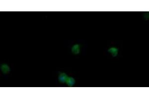 Image no. 5 for anti-Mitogen-Activated Protein Kinase 9 (MAPK9) antibody (ABIN1498927)