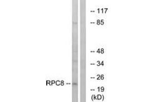 Western Blotting (WB) image for anti-Polymerase (RNA) III (DNA Directed) Polypeptide H (22.9kD) (POLR3H) (AA 151-200) antibody (ABIN2890277) (POLR3H anticorps  (AA 151-200))