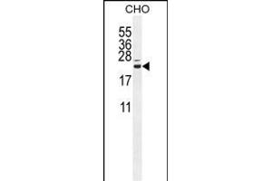 C Antibody (N-term) (ABIN654965 and ABIN2844604) western blot analysis in CHO cell line lysates (35 μg/lane). (C16ORF13 anticorps  (N-Term))