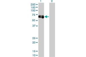 Western Blot analysis of TRIM9 expression in transfected 293T cell line by TRIM9 monoclonal antibody (M01), clone 1F12. (TRIM9 anticorps  (AA 1-109))