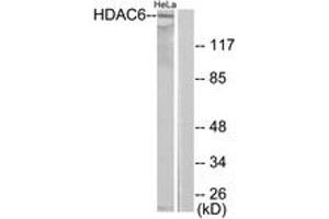 Western blot analysis of extracts from HeLa cells, using HDAC6 Antibody. (HDAC6 anticorps  (AA 1166-1215))