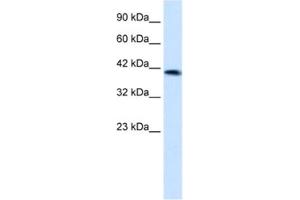 Western Blotting (WB) image for anti-Zinc Finger Protein 670 (ZNF670) antibody (ABIN2461288) (ZNF670 anticorps)
