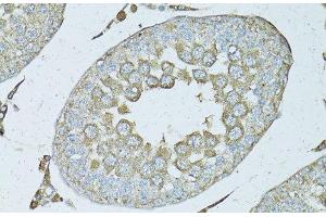 Immunohistochemistry of paraffin-embedded Rat testis using PSMF1 Polyclonal Antibody at dilution of 1:50 (40x lens). (PSMF1 anticorps)