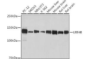 Western blot analysis of extracts of various cell lines, using UBE4B antibody (ABIN7271132) at 1:1000 dilution. (UBE4B anticorps)