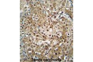 Immunohistochemistry (IHC) image for anti-CF153 antibody (ABIN2995840) (CF153 anticorps)