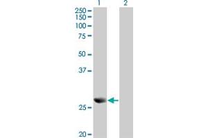Western Blot analysis of PRDX4 expression in transfected 293T cell line by PRDX4 monoclonal antibody (M01A), clone 2C12. (Peroxiredoxin 4 anticorps  (AA 51-150))