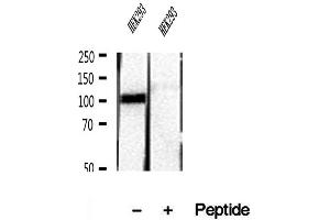 Western blot analysis of extracts of HEK293 cells, using RBM15 antibody. (RBM15 anticorps  (N-Term))