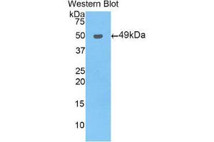 Western Blotting (WB) image for anti-Nuclear Receptor Subfamily 1, Group I, Member 2 (NR1I2) (AA 246-431) antibody (ABIN1860381) (NR1I2 anticorps  (AA 246-431))