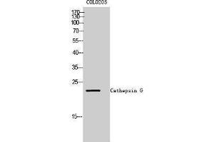 Western Blotting (WB) image for anti-Cathepsin G (CTSG) (Internal Region) antibody (ABIN3174202) (Cathepsin G anticorps  (Internal Region))