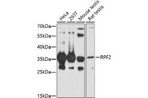 Western blot analysis of extracts of various cell lines, using RPF2 antibody (ABIN7270047) at 1:1000 dilution. (RPF2 anticorps  (AA 1-306))