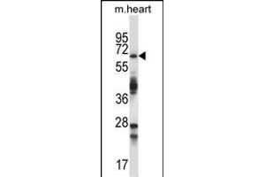 TRIM45 Antibody (C-term) (ABIN657568 and ABIN2846575) western blot analysis in mouse heart tissue lysates (35 μg/lane). (TRIM45 anticorps  (C-Term))