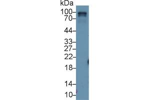 Western Blot; Sample: Rat Lung lysate; Primary Ab: 1µg/ml Rabbit Anti-Rat RALBP1 Antibody Second Ab: 0.