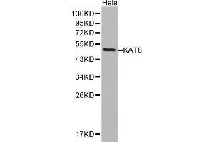 Western Blotting (WB) image for anti-K(lysine) Acetyltransferase 8 (KAT8) (AA 1-200) antibody (ABIN1513118) (MYST1 anticorps  (AA 1-200))