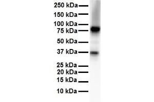 WB Suggested Anti-CPEB4 antibody Titration: 1 ug/mL Sample Type: Human Daudi (CPEB4 anticorps  (N-Term))