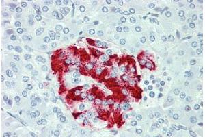 Anti-SLC7A2 antibody  ABIN960814 IHC staining of human pancreas. (SLC7A2 anticorps  (C-Term))