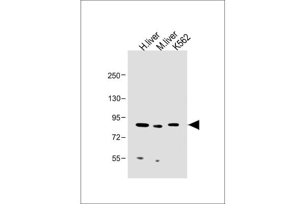 MUT anticorps  (AA 492-526)