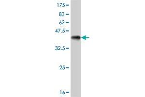 Western Blot detection against Immunogen (35.