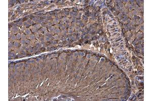 IHC-P Image Vimentin antibody detects Vimentin protein at cytoplasm in rat testis by immunohistochemical analysis. (Vimentin anticorps)