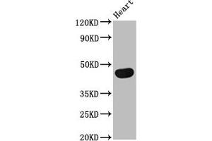 Western Blot Positive WB detected in: Rat heart tissue All lanes: TRDMT1 antibody at 4 μg/mL Secondary Goat polyclonal to rabbit IgG at 1/50000 dilution Predicted band size: 45, 42, 40, 7, 8, 13 kDa Observed band size: 45 kDa (Dnmt2 anticorps  (AA 170-269))
