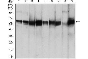 Western blot analysis using PDPK1 mouse mAb against MCF-7 (1), Hela (2), K562 (3), U937 (4), A549 (5), NIH/3T3 (6), Jurkat (7), PC-12 (8), and Cos7 (9) cell lysate.