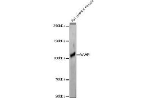 Western blot analysis of extracts of Rat skeletal muscle, using WWP1 antibody (ABIN7271394) at 1:1000 dilution. (WWP1 anticorps  (AA 1-260))