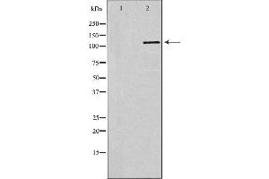 Western blot analysis of extracts of Jurkat, using SELPLG antibody.
