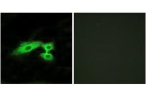 Immunofluorescence (IF) image for anti-MAS1 Oncogene Like Protein (MAS1L) (AA 31-80) antibody (ABIN2890890) (MAS1L anticorps  (AA 31-80))