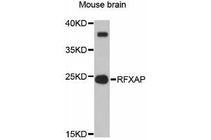 Western blot analysis of extracts of mouse brain, using RFXAP antibody (ABIN6292257) at 1:3000 dilution. (RFXAP anticorps)