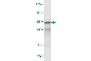 Western Blot detection against Immunogen (57.