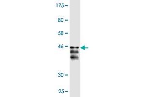 Western Blot detection against Immunogen (36. (PER2 anticorps  (AA 1-100))