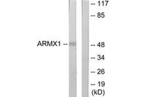 Western Blotting (WB) image for anti-Armadillo Repeat Containing, X-Linked 1 (ARMCX1) (AA 1-50) antibody (ABIN2889785) (ARMCX1 anticorps  (AA 1-50))