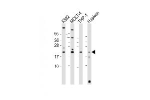All lanes : Anti-AIF1 Antibody (N-term) at 1:2000 dilution Lane 1: K562 whole cell lysate Lane 2: MOLT-4 whole cell lysate Lane 3: THP-1 whole cell lysate Lane 4: human spleen lysate Lysates/proteins at 20 μg per lane.