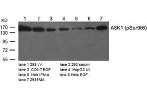 Image no. 2 for anti-Mitogen-Activated Protein Kinase Kinase Kinase 5 (MAP3K5) (pSer966) antibody (ABIN196914) (ASK1 anticorps  (pSer966))