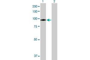 Western Blot analysis of PLG expression in transfected 293T cell line by PLG MaxPab polyclonal antibody.
