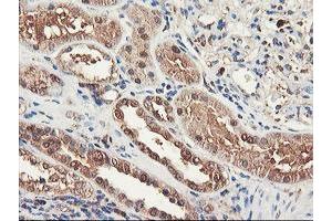 Immunohistochemical staining of paraffin-embedded Human Kidney tissue using anti-RNPEP mouse monoclonal antibody. (RNPEP anticorps)