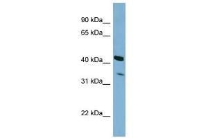 PEX26 antibody used at 1 ug/ml to detect target protein.
