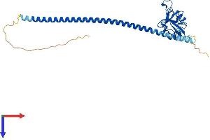 AlphaFold protein structure predicition of Human Recombinant ASGR1 Protein, UniprotID P07306