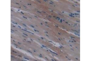 IHC-P analysis of Rat Tissue, with DAB staining. (SERPINA1 anticorps  (AA 27-181))