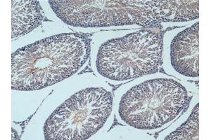 Detection of NSE in Rat Testis Tissue using Polyclonal Antibody to Enolase, Neuron Specific (NSE)