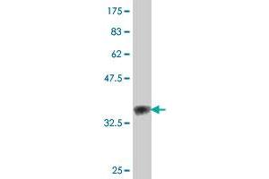 Western Blot detection against Immunogen (38.