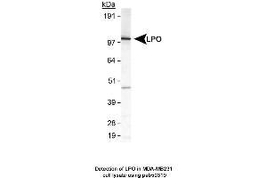 Image no. 1 for anti-Lactoperoxidase (LPO) (AA 650-712), (C-Term) antibody (ABIN363628) (LPO anticorps  (C-Term))