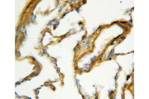 Anti-Surfactant Protein A antibody, IHC(P) IHC(P): Rat Lung Tissue