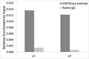 Chromatin immunoprecipitation analysis extracts of 293T cells, using MonoMethyl-Histone H3-K79 antibody. (Histone 3 anticorps  (H3K79me))