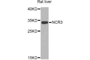 Western blot analysis of extracts of rat liver, using NCR3 Antibody (ABIN5974302) at 1/1000 dilution.